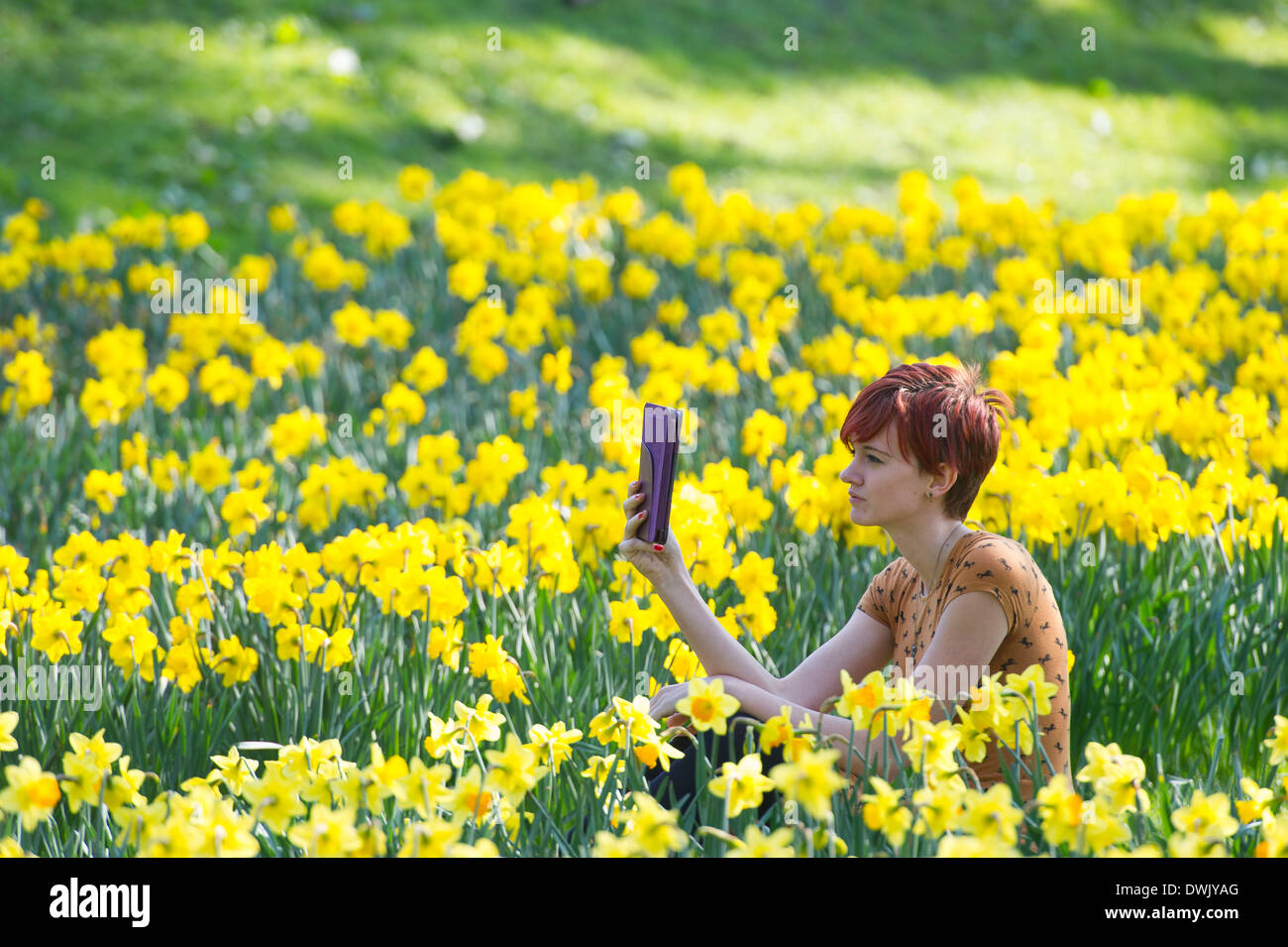 Eine Mädchen liest ein Ebook auf dem Lande, umgeben von Narzissen Stockfoto