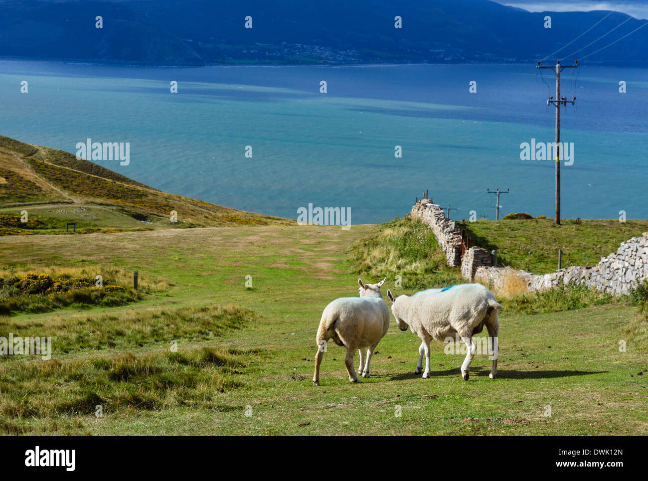 Schaf Aegaeischen am Hang, The Great Orme, Llandudno, Conwy, North Wales, UK Stockfoto