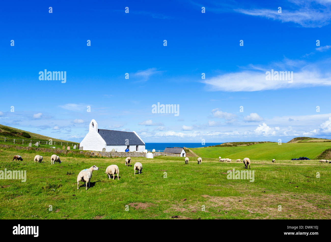 Schafbeweidung vor der Kirche des Heiligen Kreuzes auf dem Küstenpfad Ceredigion, Mwnt, Ceredigion, Wales, UK Stockfoto