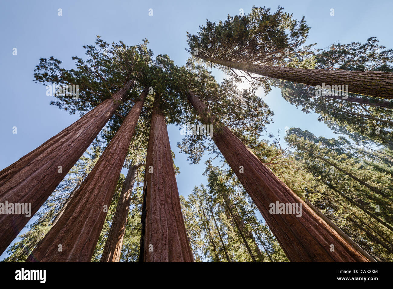 Riesige Bäume im Sequoia National Park Stockfoto