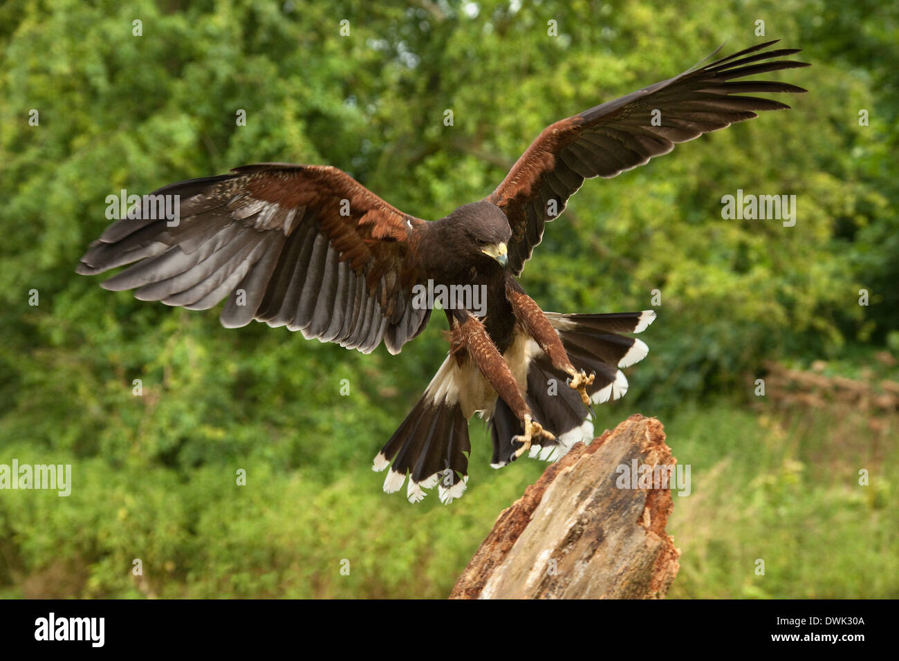 Harris Hawk (Parabuteo Unicinctus) im Nordosten von Ecuador in Südamerika. Stockfoto
