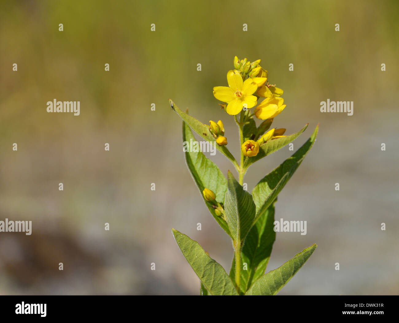 Gilbweiderich (Lysimachia Vulgaris) am See Vänern, Värmlands Län, Värmland, Schweden Stockfoto