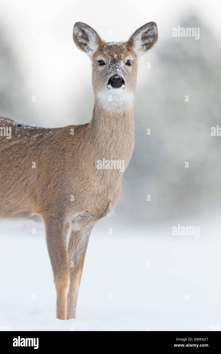Whitetail Doe (Odocoileus Virginianus) im Schnee, Missoula, Montana Stockfoto