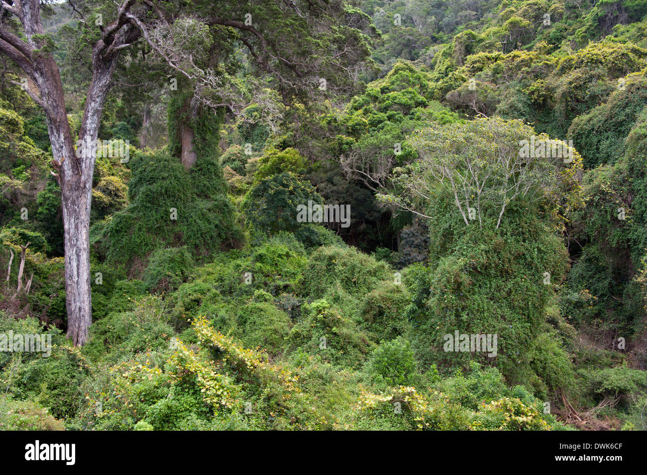 Urwald Stockfoto