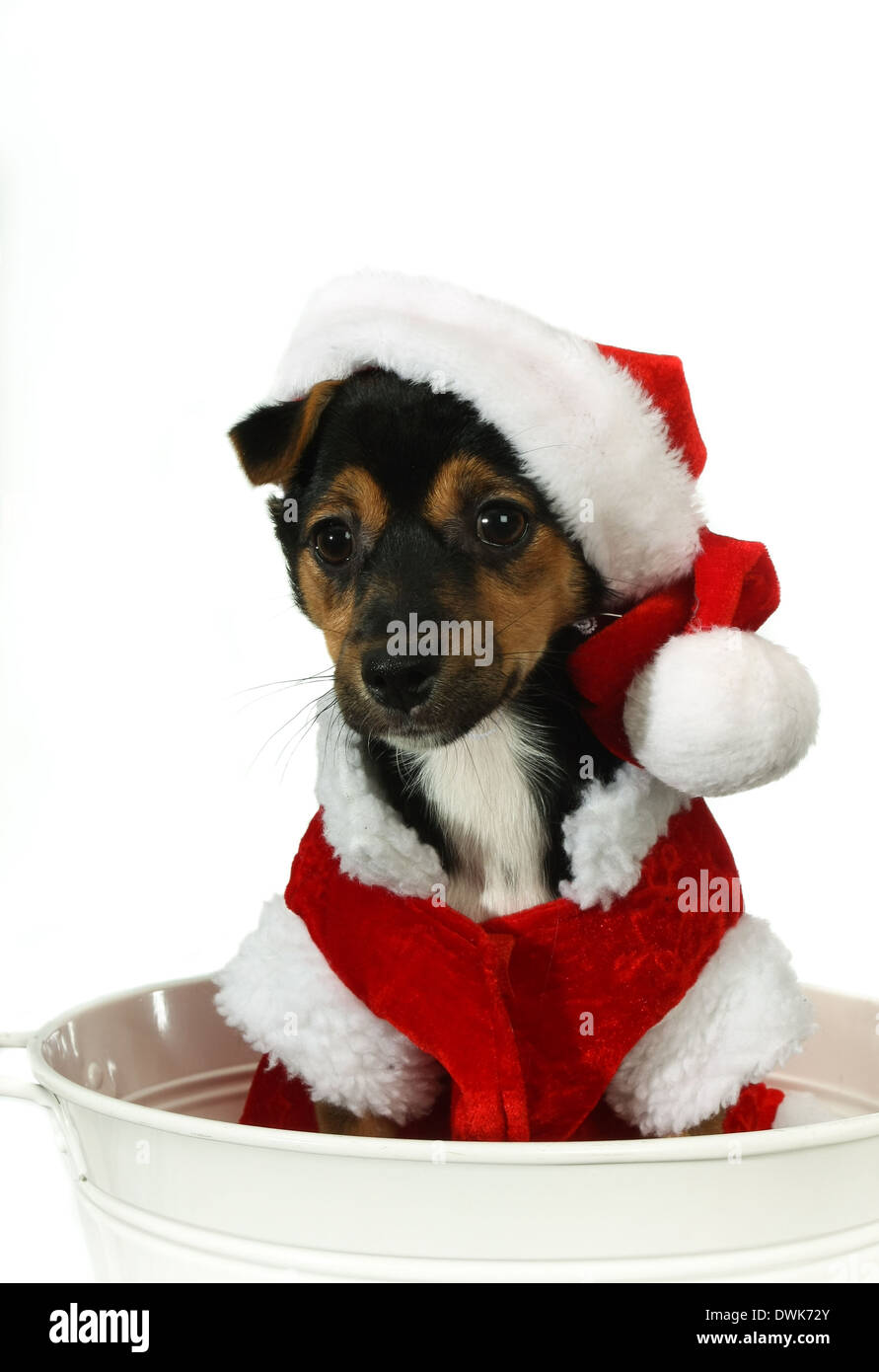 Kleine niedliche Welpen in einem santa Anzug isoliert auf Weiss gekleidet Stockfoto