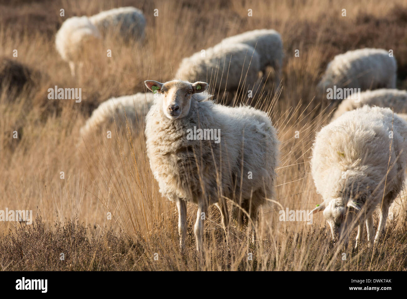 Schafe (Kempisch Heideschaap) auf der Strabrechtse Heide in den Niederlanden diese Schafe offiziell als slow-Food zugelassen sind Stockfoto