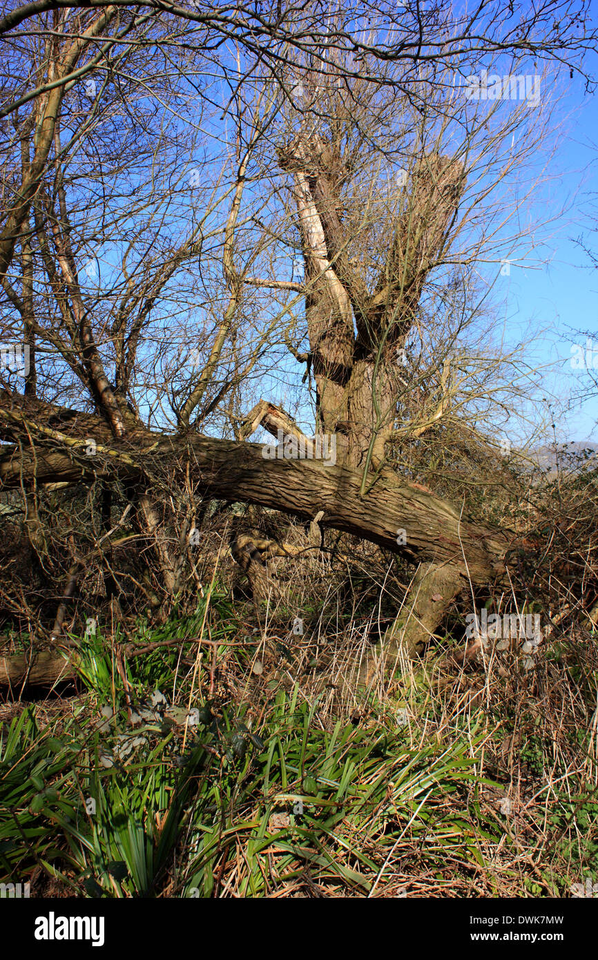 ein Wald Szene zeigt einen alten Baum im Sevenoaks countrypark Stockfoto