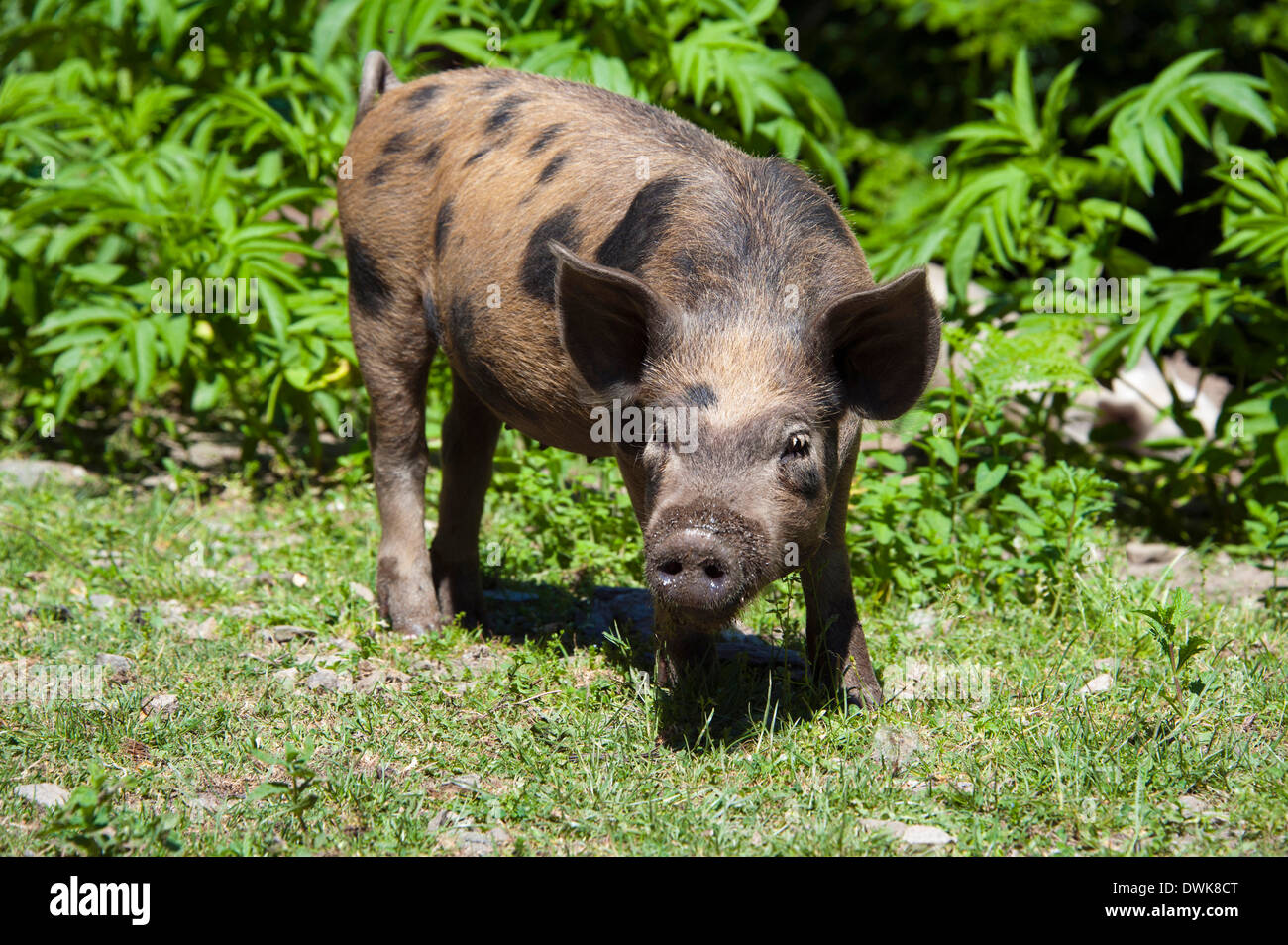 Hausschwein Stockfoto