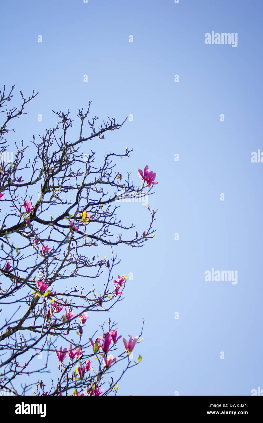 Magnolia × Soulangeana (Untertasse Magnolie), Hybrid-Anlage Detail. Von französischen Plantsman Étienne Soulange-Bodin, rosa gezüchtet. Stockfoto