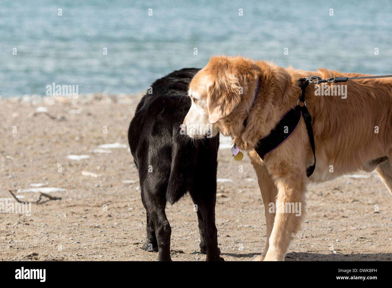 Zwei alte Hunde schnüffeln einander an den Ufern des Lake Ontario im März Stockfoto