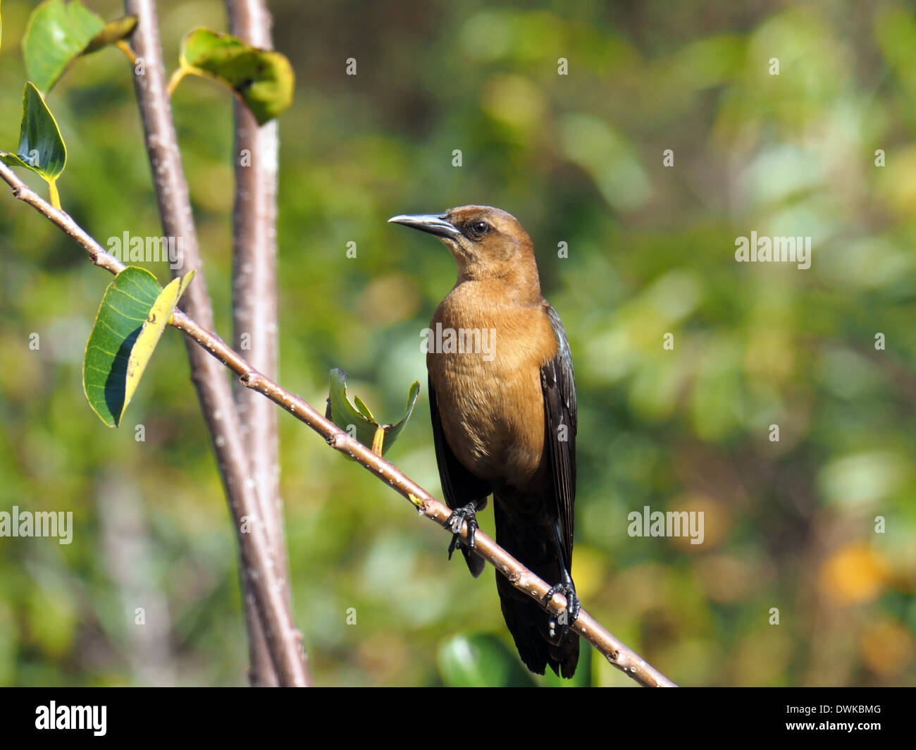 Weibliche Boat-Tailed Grackle thront auf einem Ast. Stockfoto