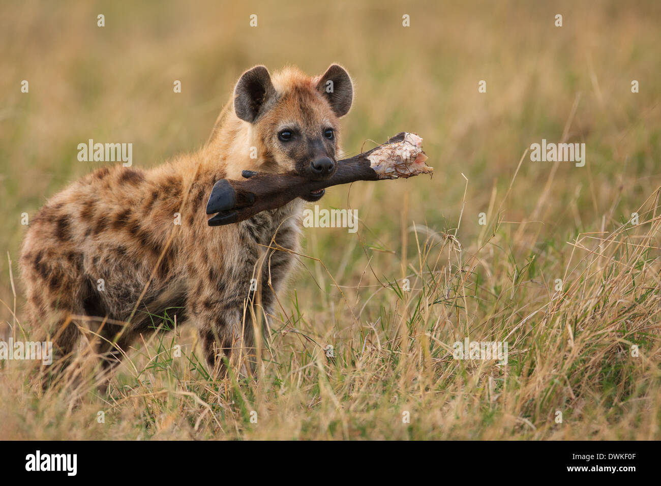 Gefleckte Hyänen (Crocuta Crocuta) mit einem Knochen Stockfoto