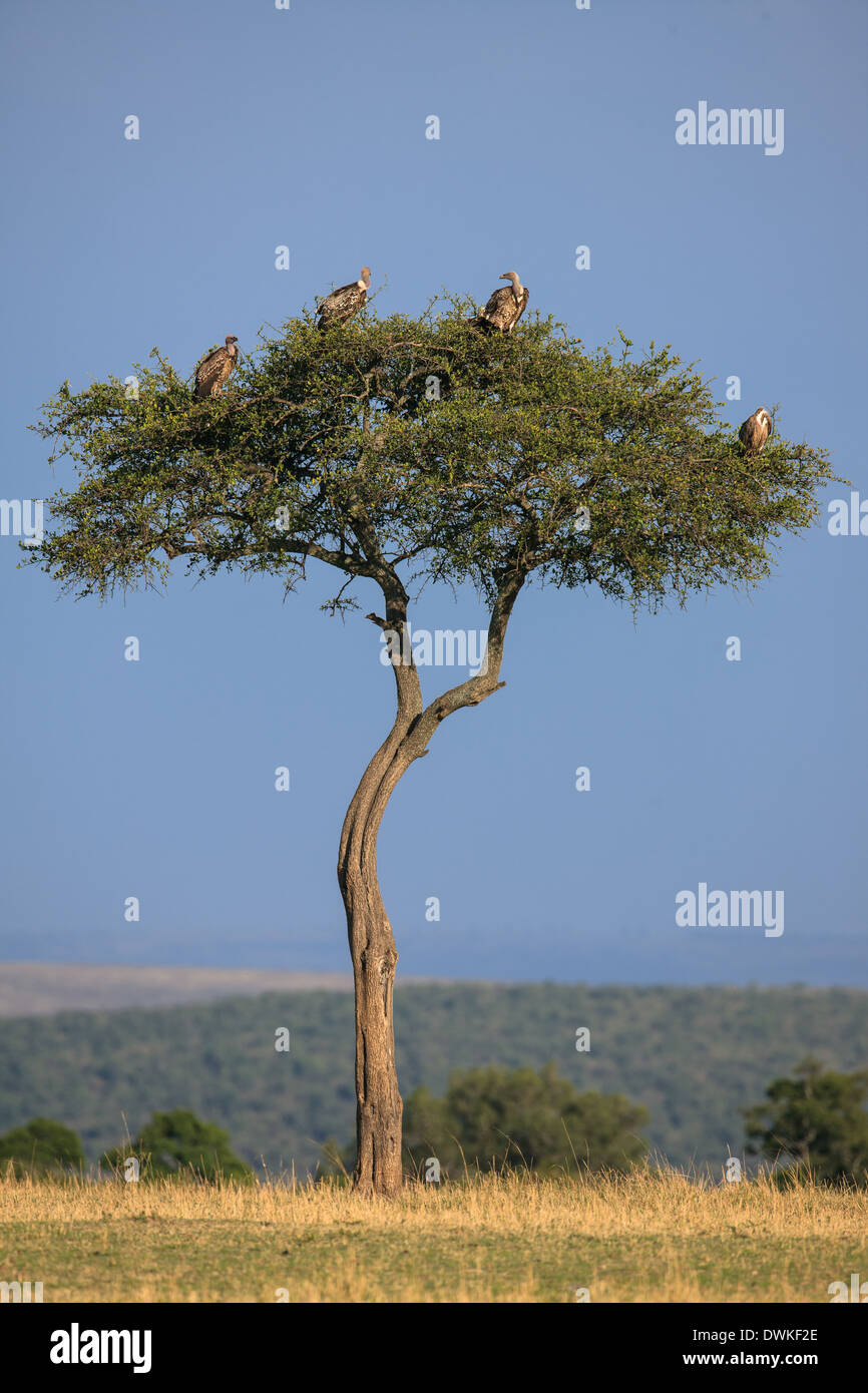 Afrikanischen Baum mit Geier Stockfoto