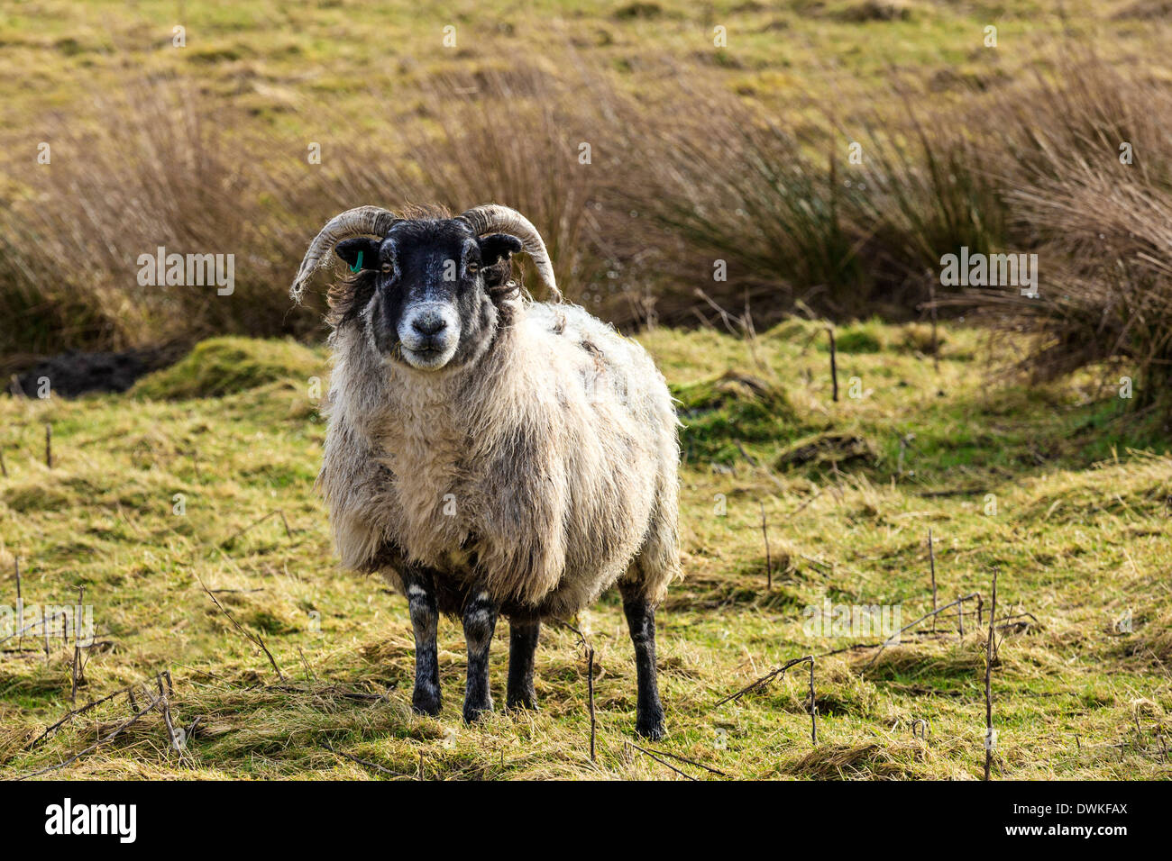 Schafe auf einem Moor Feld, Schottland, UK, Großbritannien Stockfoto