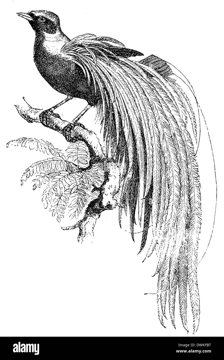 Bird Of paradise Stockfoto