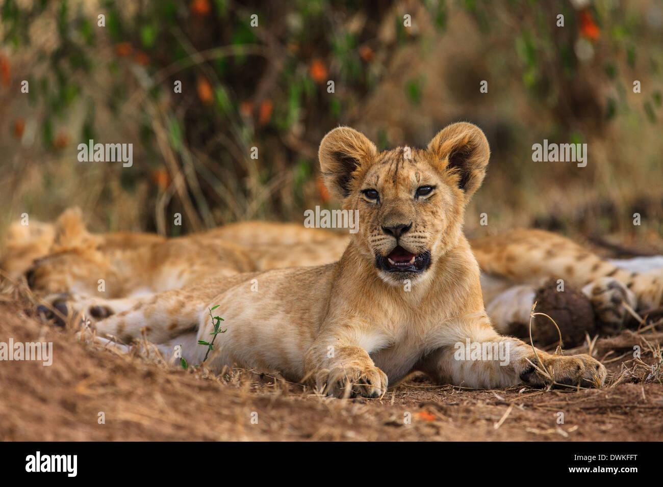 Ruhenden Löwenjunges Stockfoto