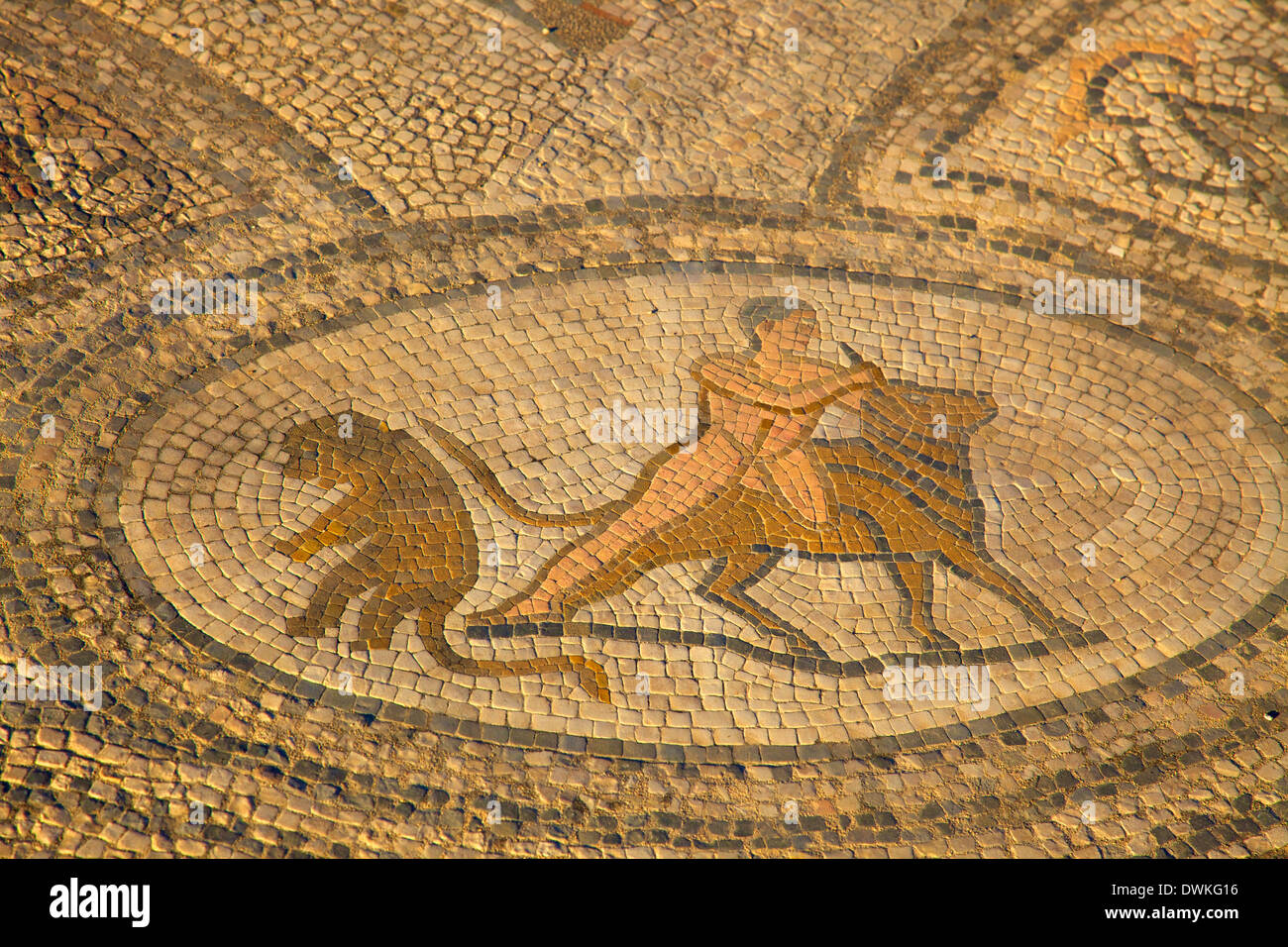 Ausgegrabenen römischen Stadt Volubilis, UNESCO World Heritage Site, Marokko, Nordafrika, Südafrika Stockfoto