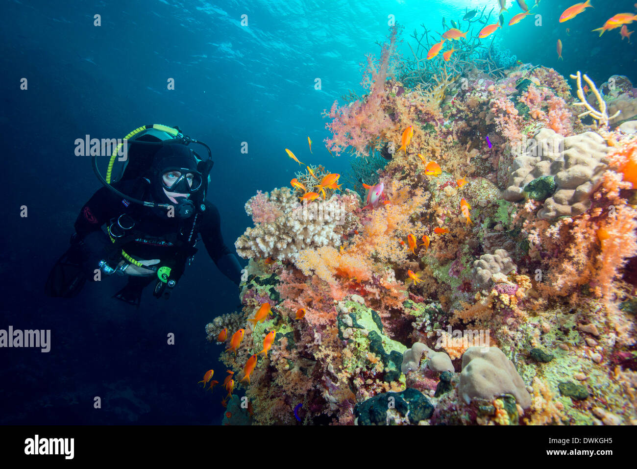 Taucher und harten und weichen Korallen-Riff und Lyra Tail Anthias (Pseudanthias Squamipinnis), Marsa Alam, Ägypten, Rotes Meer, Nordafrika Stockfoto