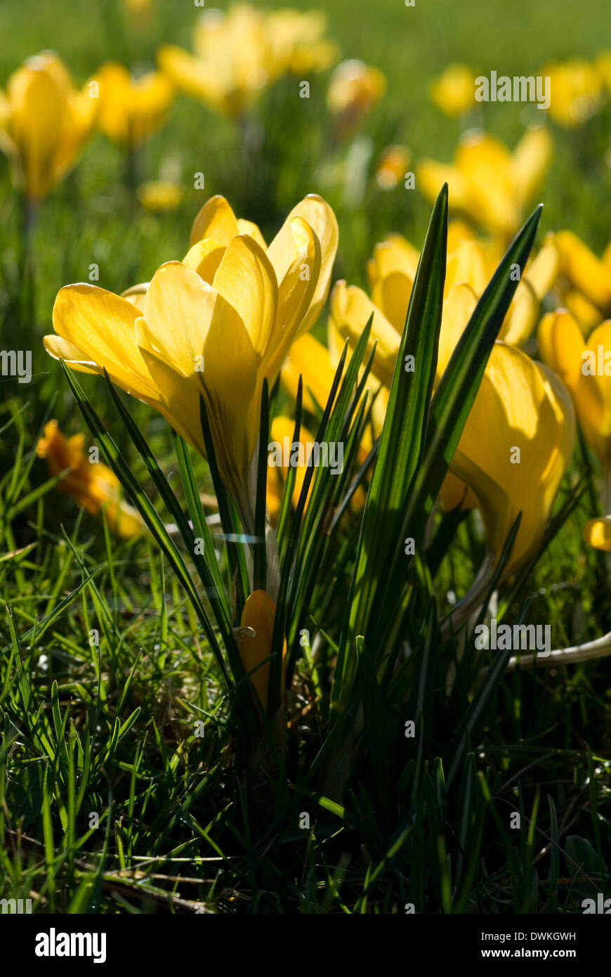 Gelbe Blüte Crocus Stockfoto