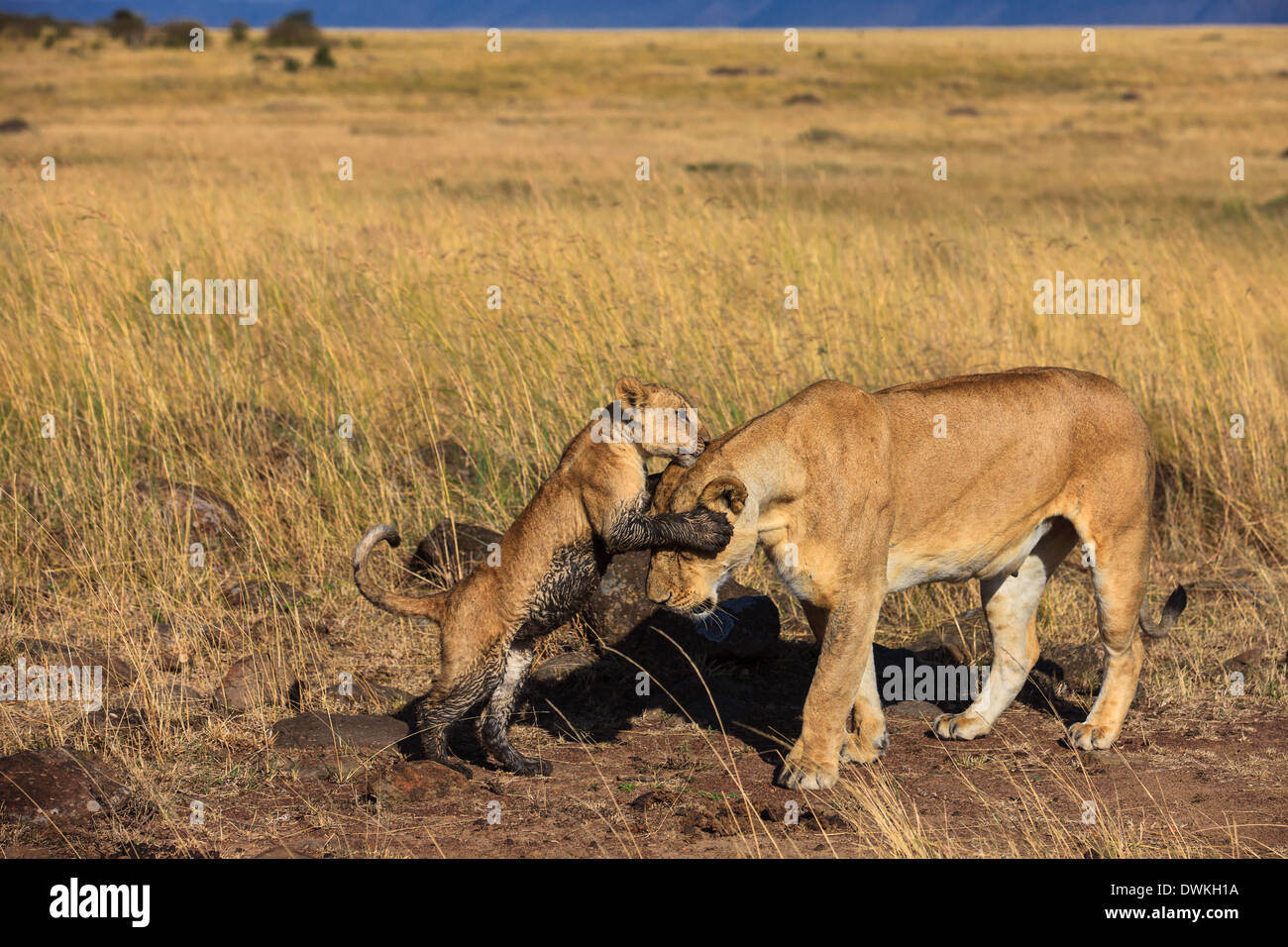 Löwenjunges mit Mama Stockfoto