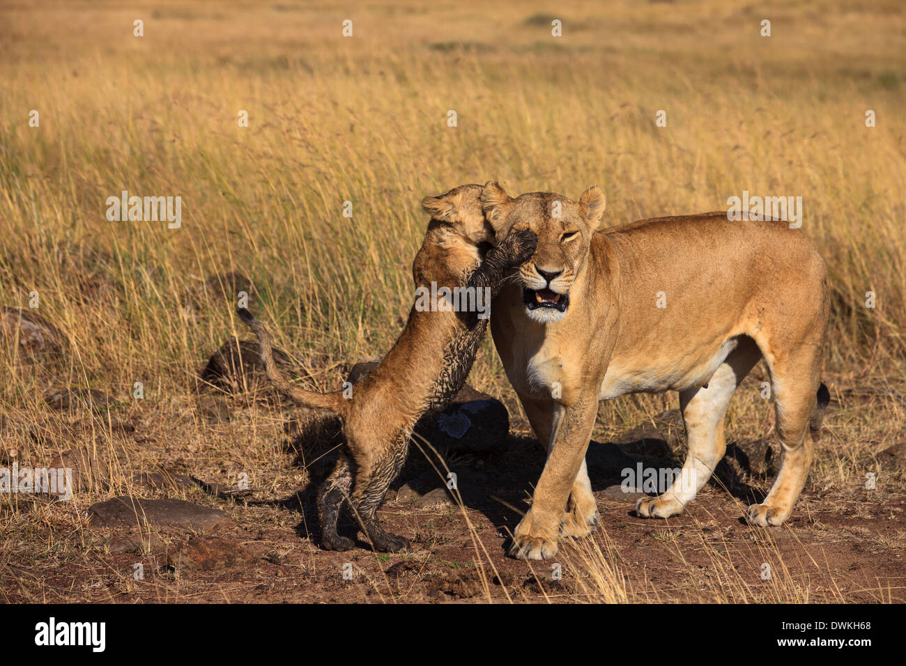 Löwenjunges mit Mama Stockfoto