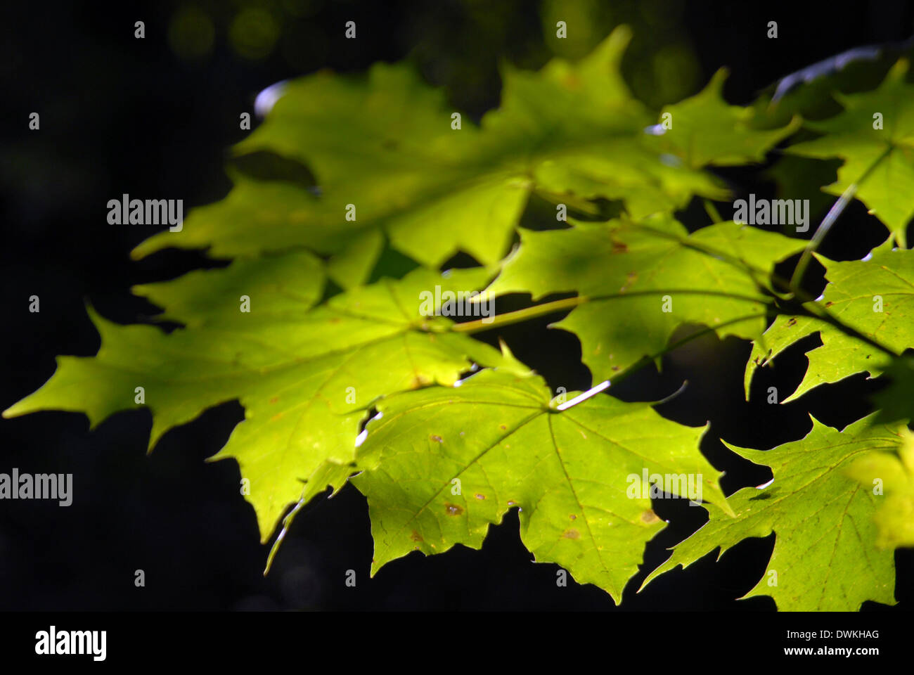 Ahornbaum Blätter Hintergrundbeleuchtung Sonne auf einem schwarzen Hintergrund. Stockfoto
