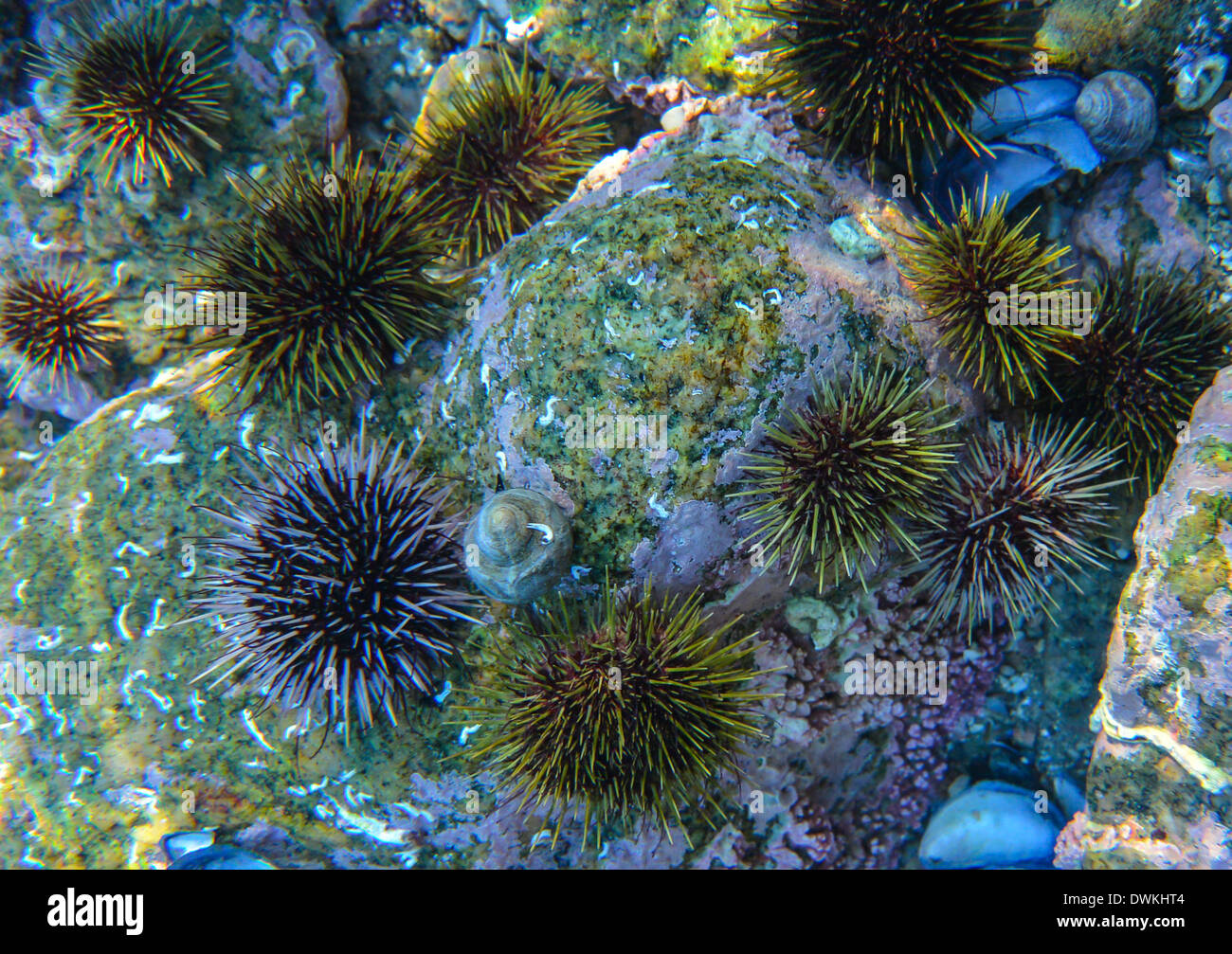Green Sea Urchin, Psammechinus Miliaris Stockfoto