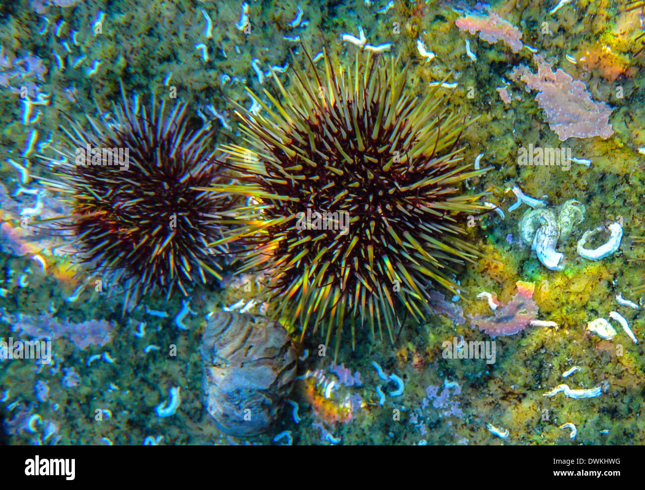 Green Sea Urchin, Psammechinus Miliaris Stockfoto
