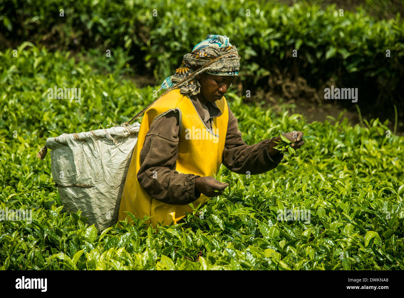 Tee-Plantage in den Virunga Berge, Ruanda, Afrika Stockfoto