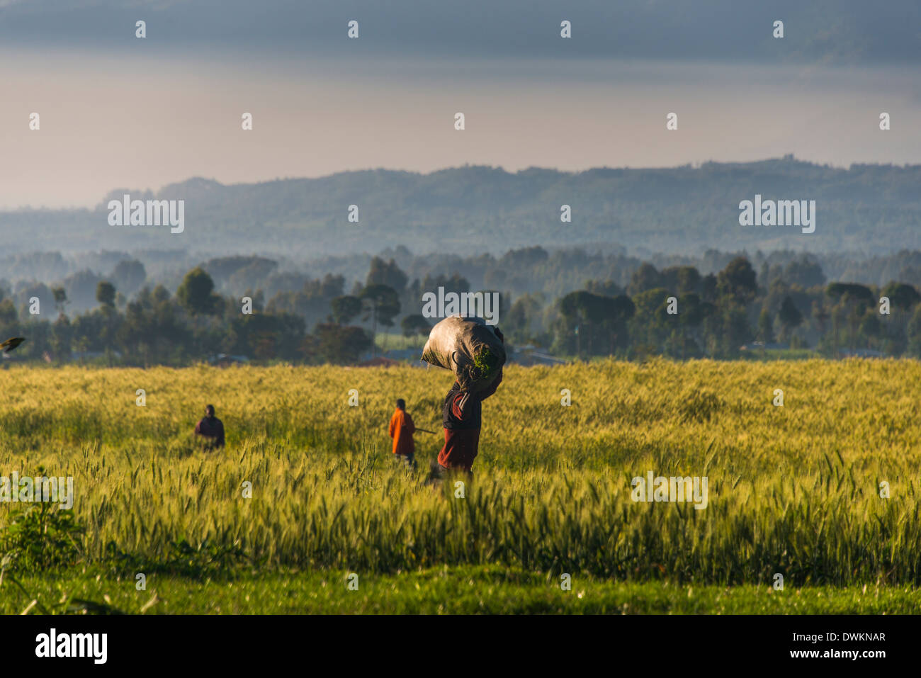 Männer gehen durch ein Weizenfeld im Virunga Nationalpark, Ruanda, Afrika Stockfoto