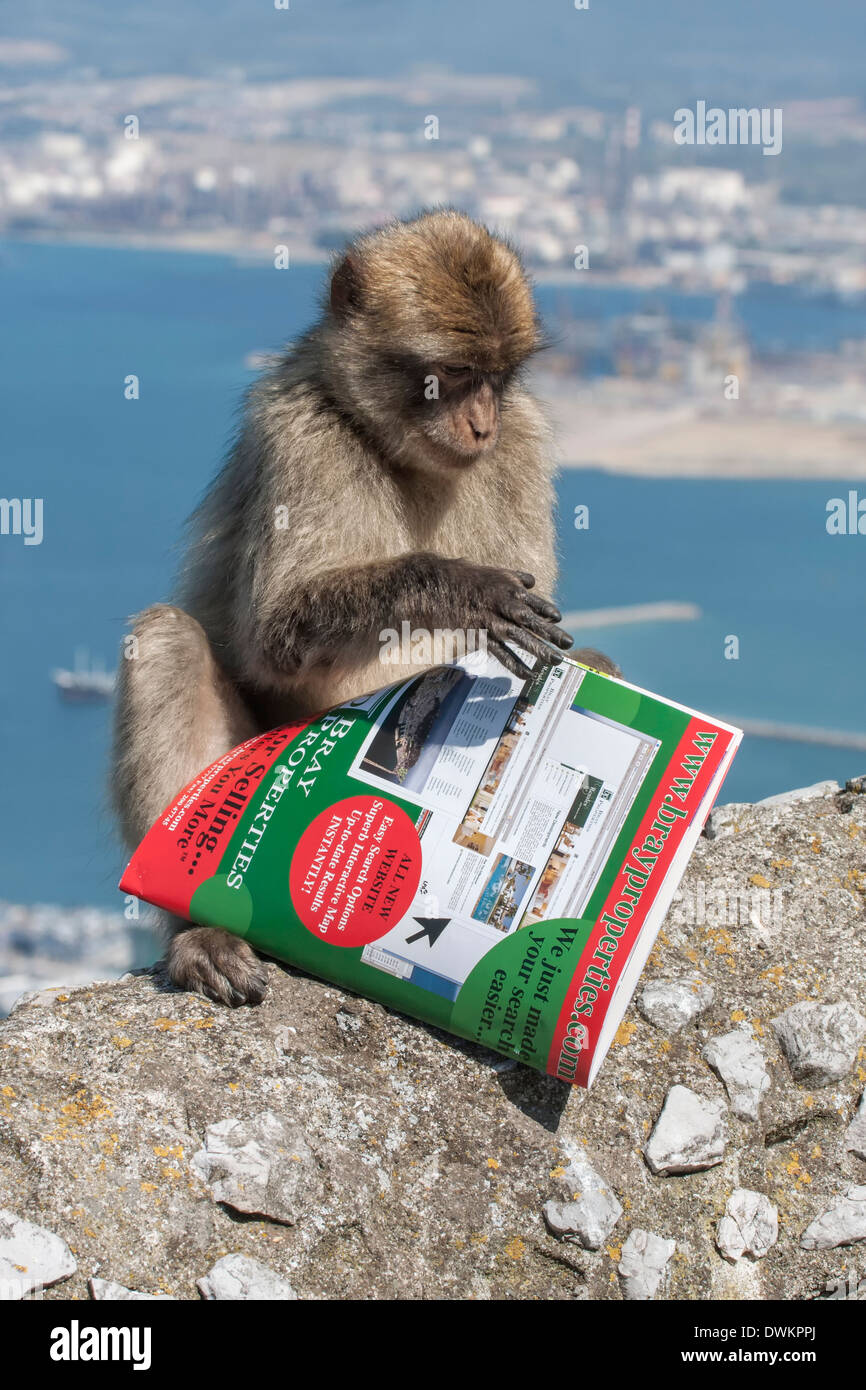Berberaffe, Barbary Affe, Rock Ape, einem jungen lesen eine Zeitschrift Macaca Sylvanus, Gibraltar Stockfoto