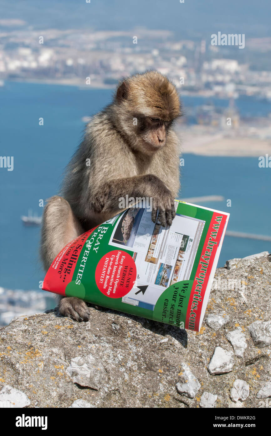 Berberaffe, Barbary Affe, Rock Ape, einem jungen lesen eine Zeitschrift Macaca Sylvanus, Gibraltar Stockfoto