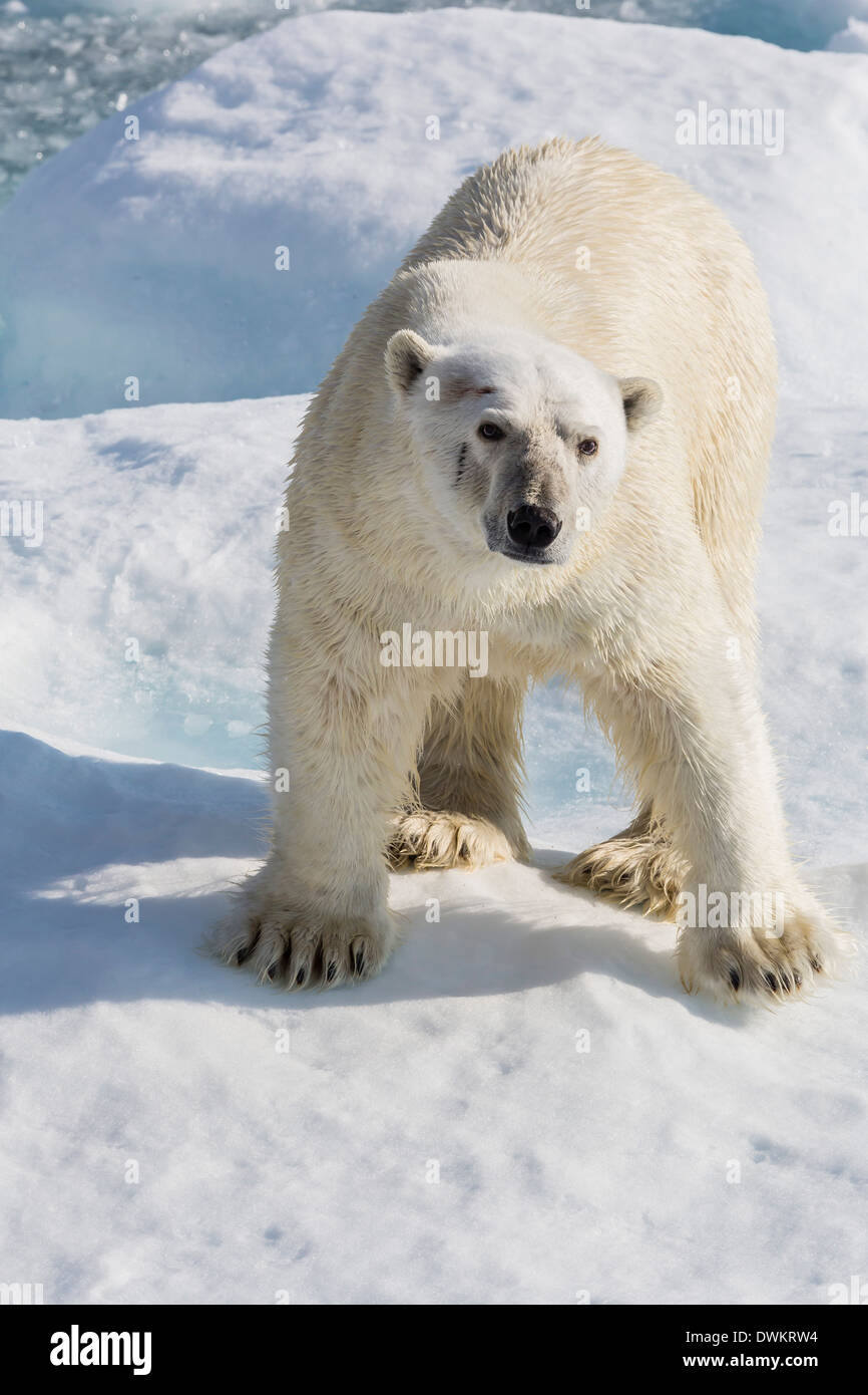 Erwachsenen Eisbär (Ursus Maritimus) auf Eisscholle, Cumberland Halbinsel, Baffininsel, Nunavut, Kanada, Nordamerika Stockfoto
