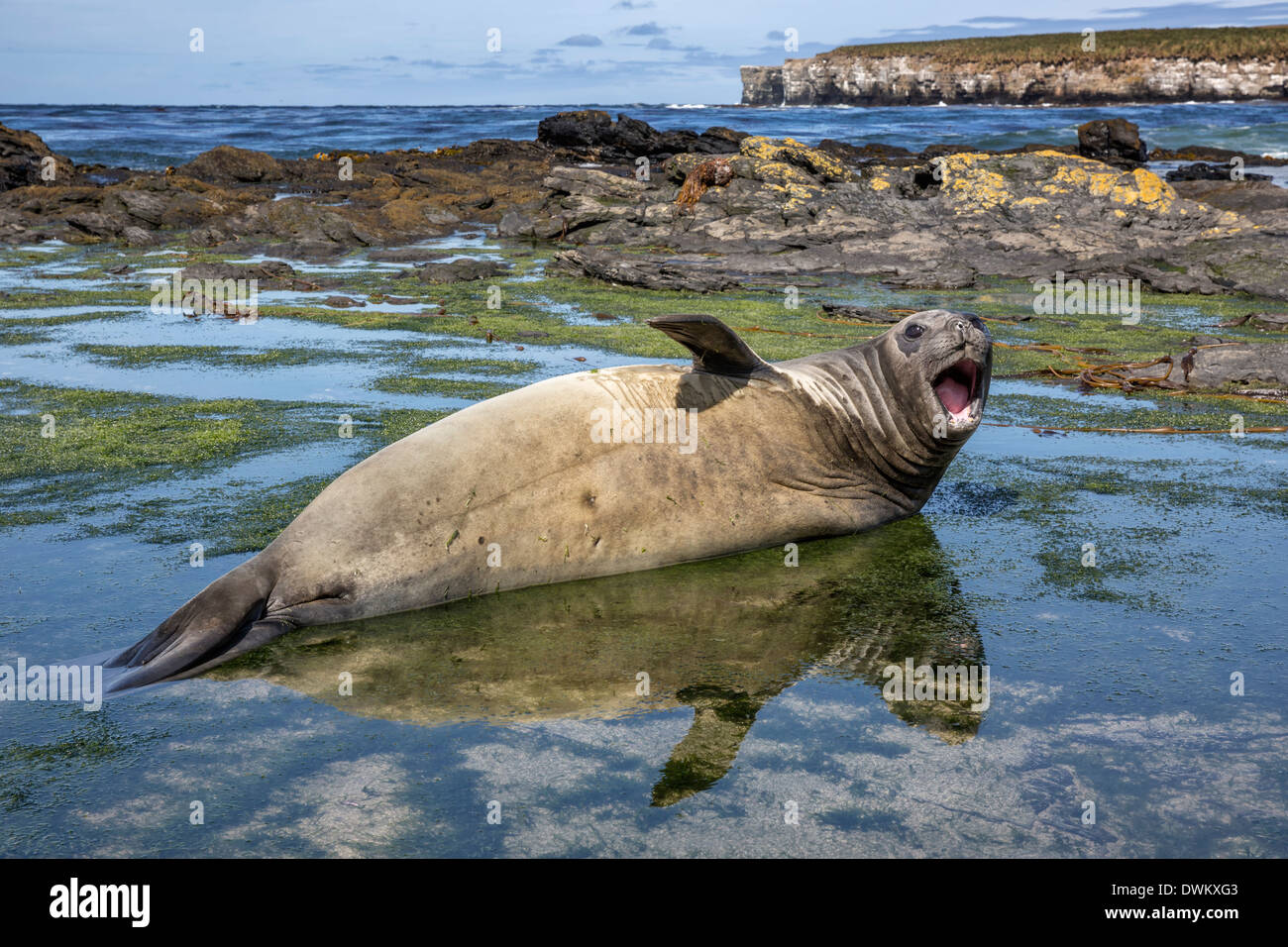 Südliche Elephant Seal Stockfoto