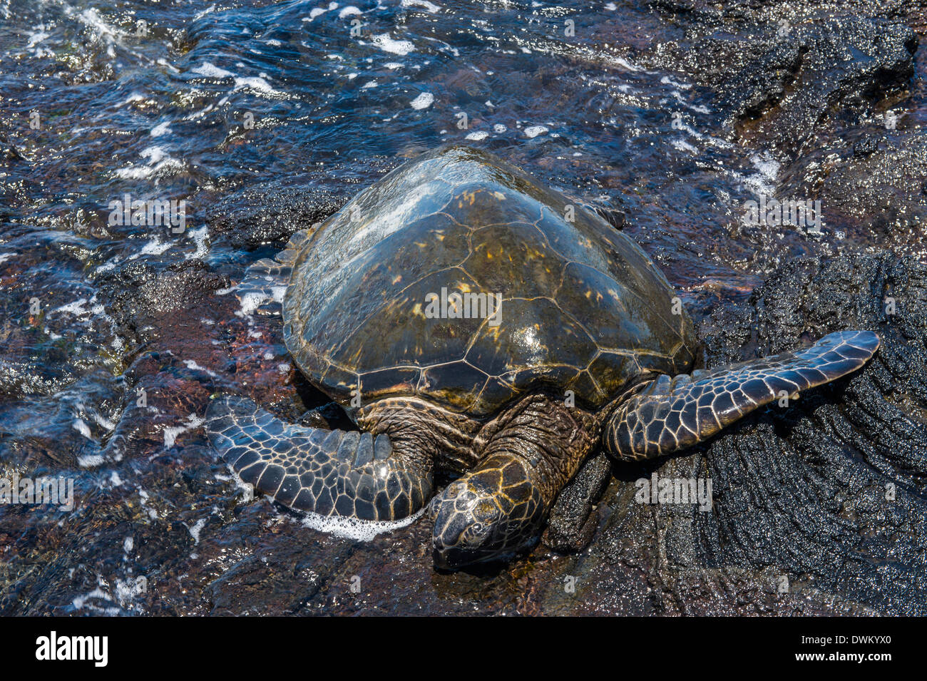 Sea Turtle (Chelonioidea), Punaluu Black Sand Beach auf Big Island, Hawaii, Vereinigte Staaten von Amerika, Pazifik Stockfoto