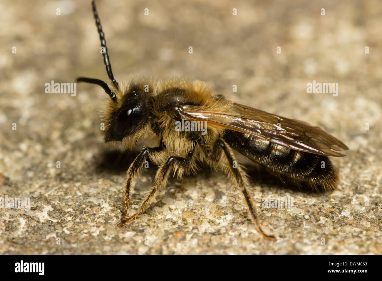 Männliche Tawny Mining Bee, Andrena fulva Stockfoto