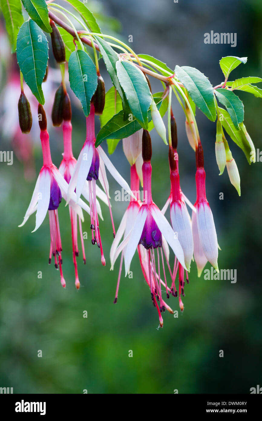 Blumen die winterharte Fuchsie, Fuchsia fehlt "Lady Speck" Stockfoto