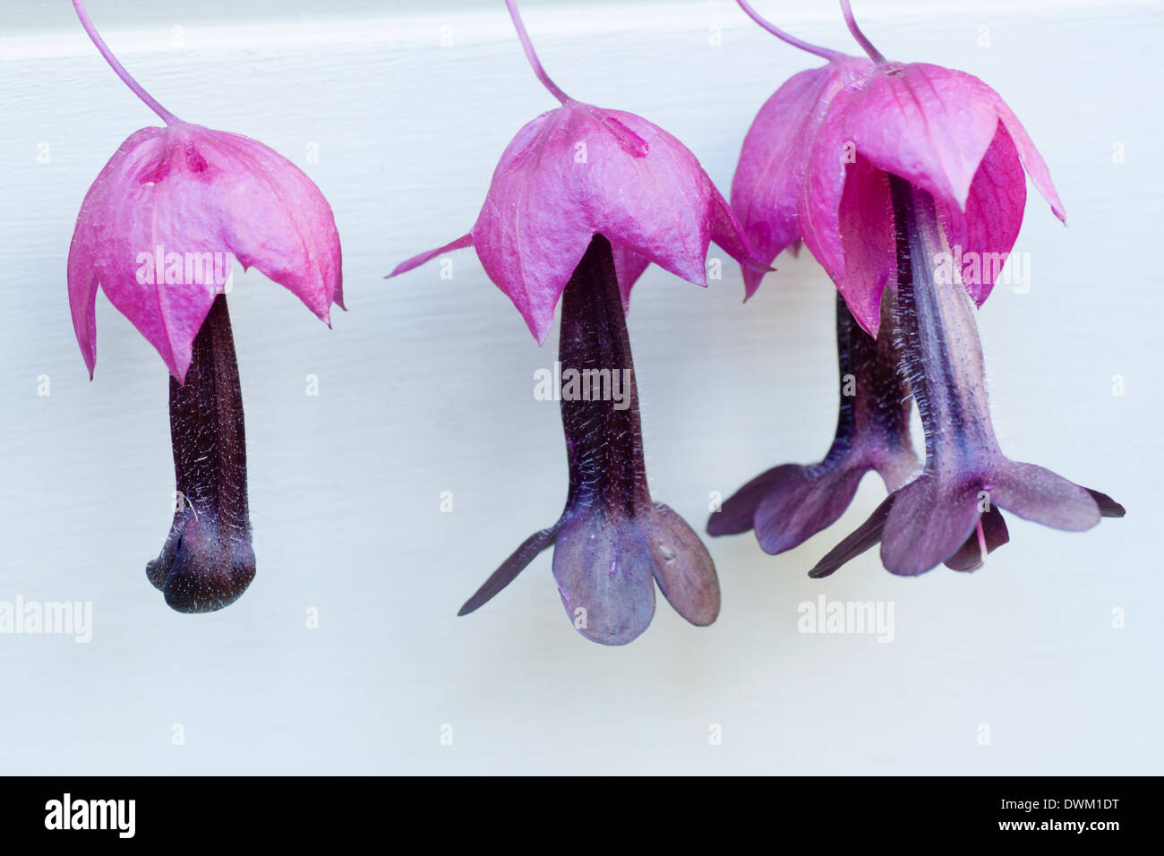 Lila Bell Weinbau, Rhodochiton Atrosanguineus, auf ein Garten Spalier Stockfoto