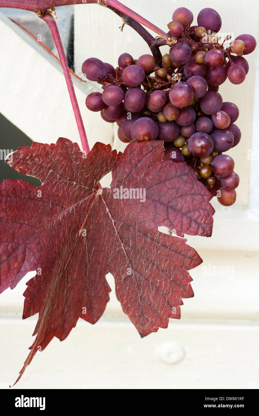 Blätter und Früchte des Purpurs Endivie ornamentalen Weinrebe Vitis Vinifera 'Purpurea' Stockfoto
