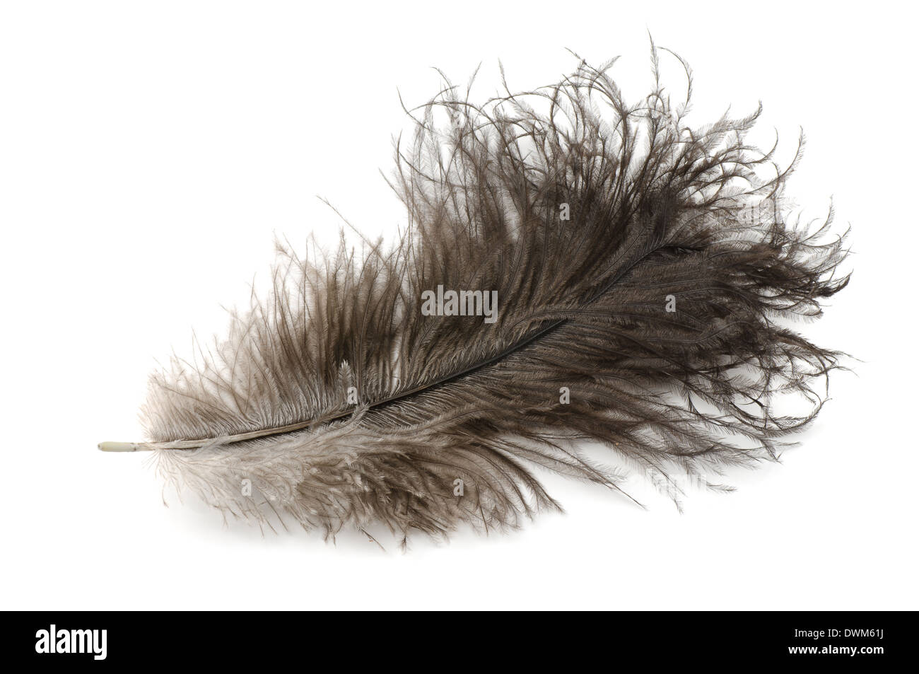 Straußenfedern isoliert auf weiss Stockfoto
