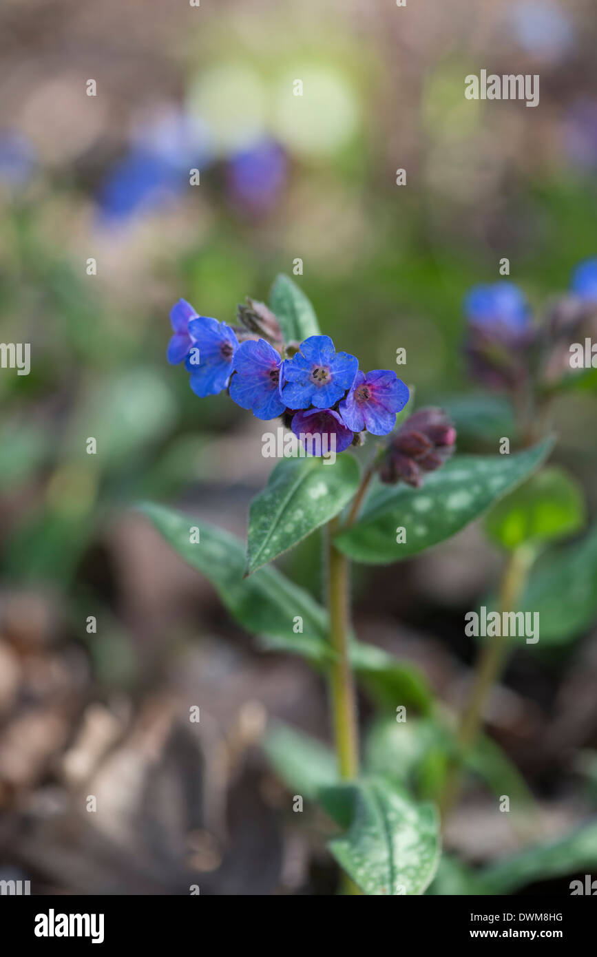 Narrow-leaved Lungenkraut: Pulmonaria longifolia Stockfoto