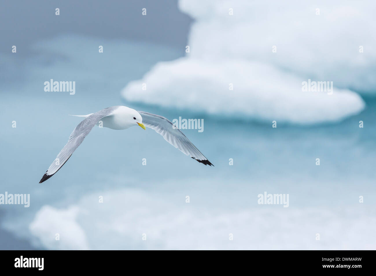 Schwarz-legged Kittiwake (Rissa Tridactyla) Angeln für kleine Beutetiere unter dem Eis in Lancaster Sound, Nunavut, Kanada Stockfoto