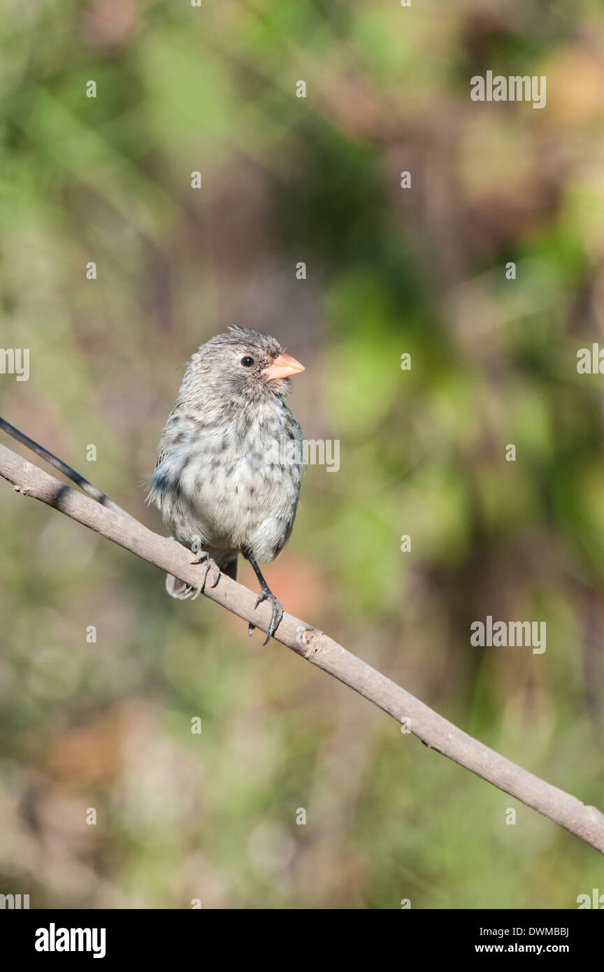 Galapagos mittlerer Boden-Fink (Geospiza fortis), Bahia Urvina, Isabela Island, Galapagos, UNESCO Website, Ecuador, Südamerika Stockfoto