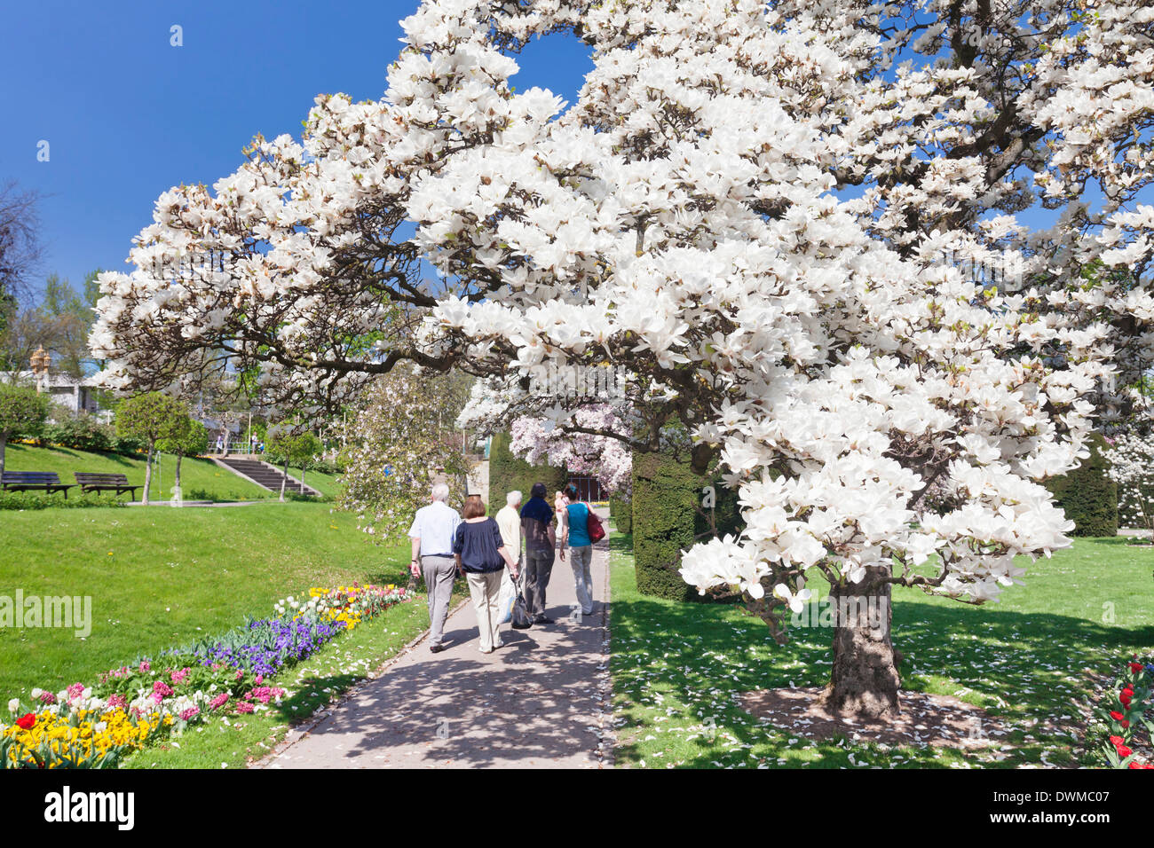 Magnolien blühen im Frühjahr, maurischen Garten, Wilhelma Zoo und