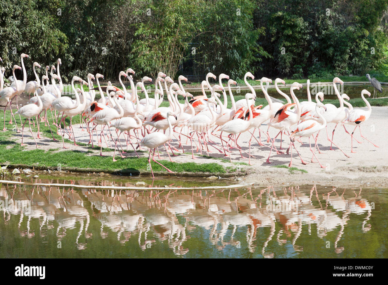 Größere Flamingos (Phoenicopterus Ruber), Wilhelma Zoo und Botanischer Garten, Stuttgart, Baden-Württemberg, Deutschland, Europa Stockfoto