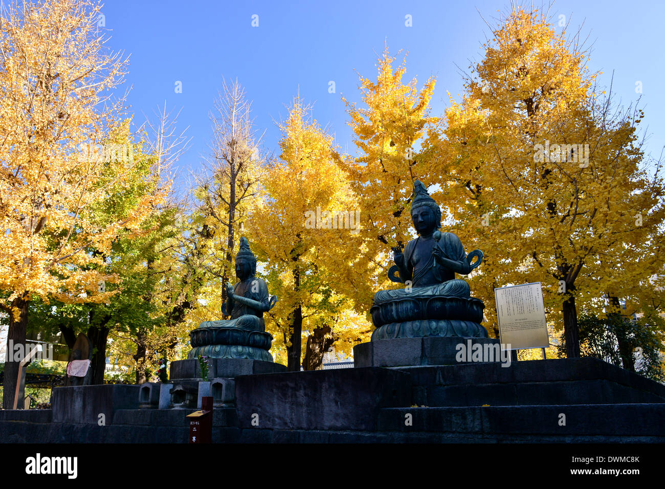 Ginkgo-Baum am Sensoji-Tempel Stockfoto