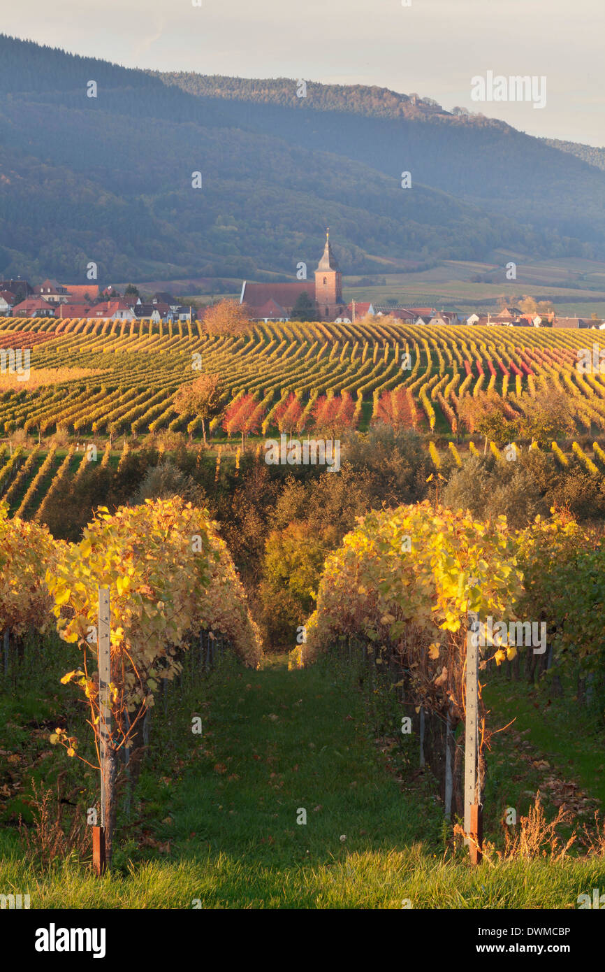 Blick über Weinberge, Wein Dorf Burrweiler im Herbst, Deutsche Weinstraße, Pfalz, Rheinland-Pfalz, Deutschland, Europa Stockfoto