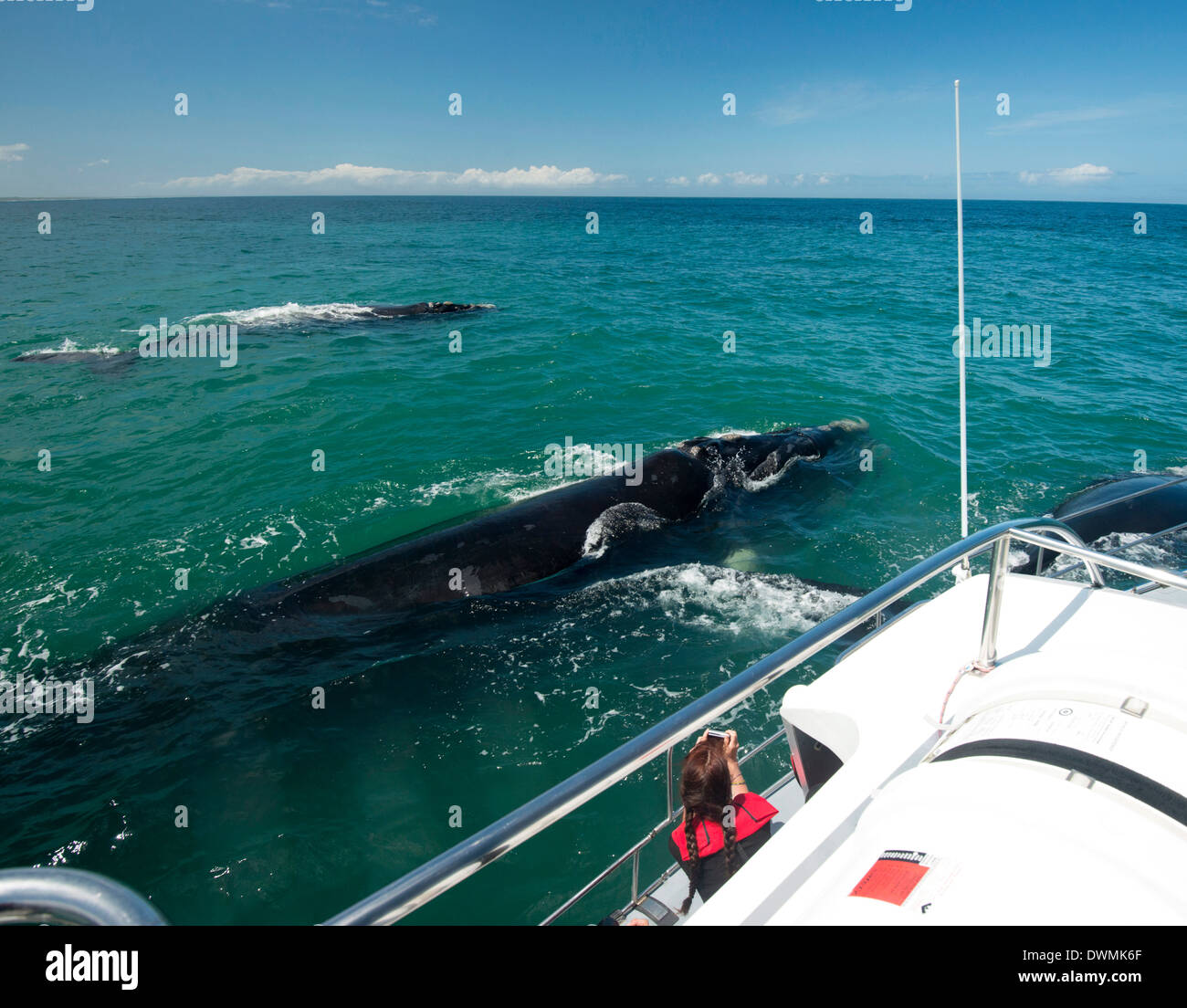 Touristen fotografieren Southern Right Wal (Eubalaena Australis) Mutter und Kalb, Western Cape, Südafrika, Afrika Stockfoto