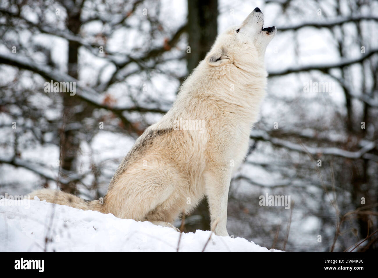 Nordamerikanischen Timber Wolf, Canis Lupus Heulen im Schnee in Laubwald. Stockfoto