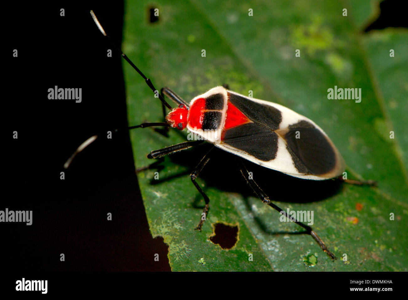 Hemipteran, bekannt als die echten Bugs, Familie Lygaeidae, Maliau Basin, Sabah, Borneo, Malaysia, Südost-Asien Stockfoto